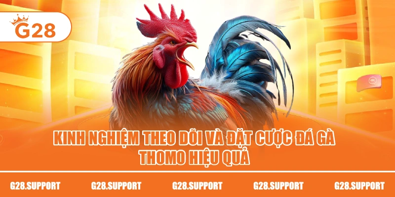 Kinh nghiệm theo dõi và đặt cược đá gà Thomo hiệu quả